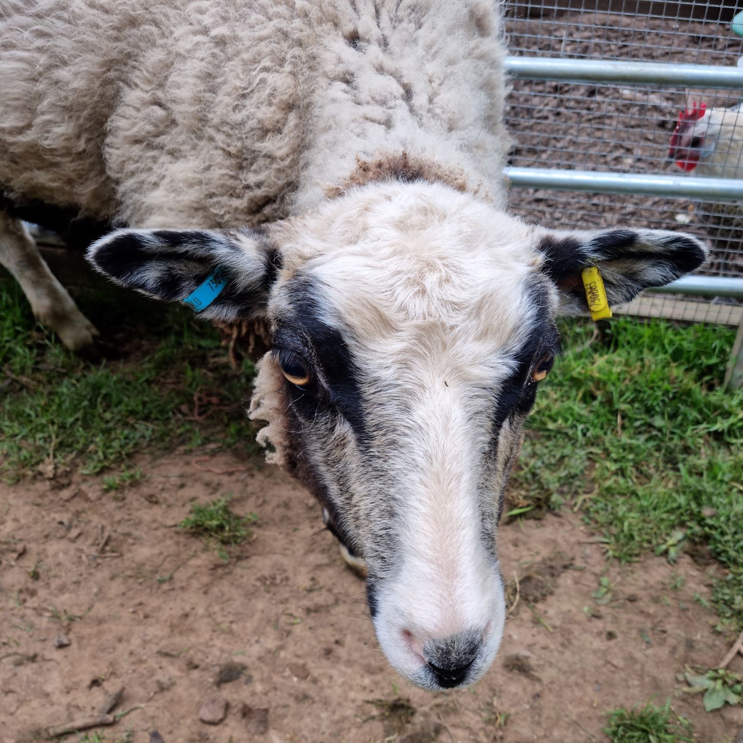 Could ewe resist these bundles of woolly joy? image 2