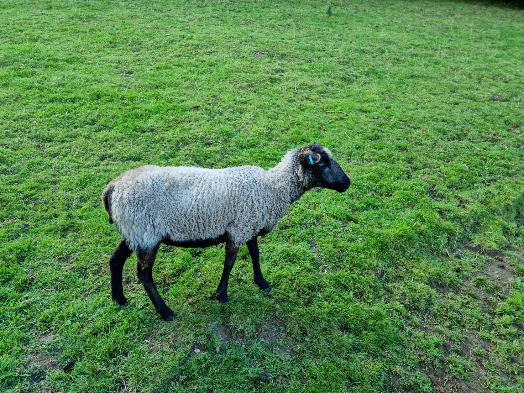 Could ewe resist these bundles of woolly joy? image 3