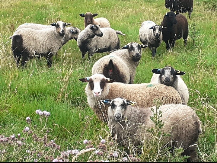 Makaphela flock