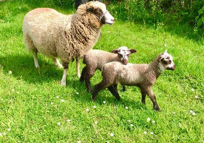 2022 Pedigree Shetland Ewe lambs and wethers for sale