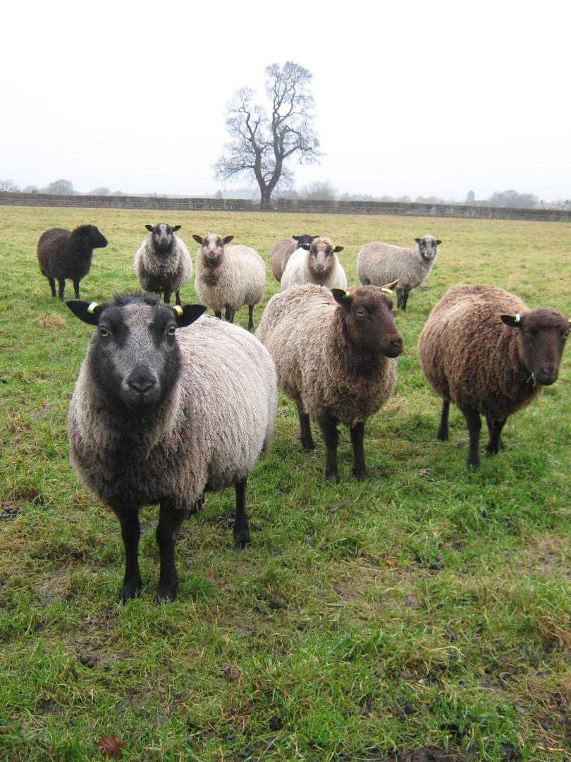 Breeding Ewes