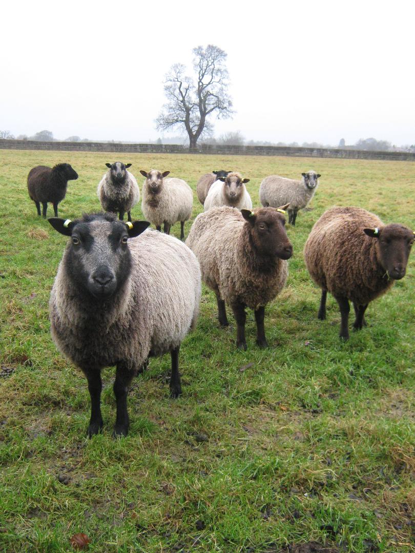 Breeding Ewes image 1