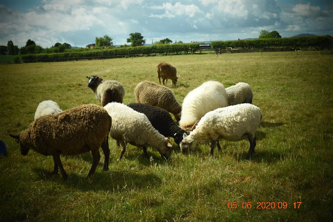 Breeding Ewes image 2