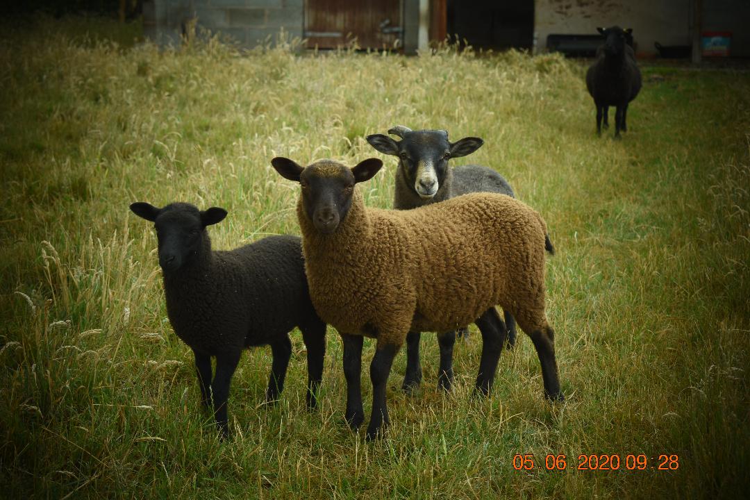Breeding Ewes image 3
