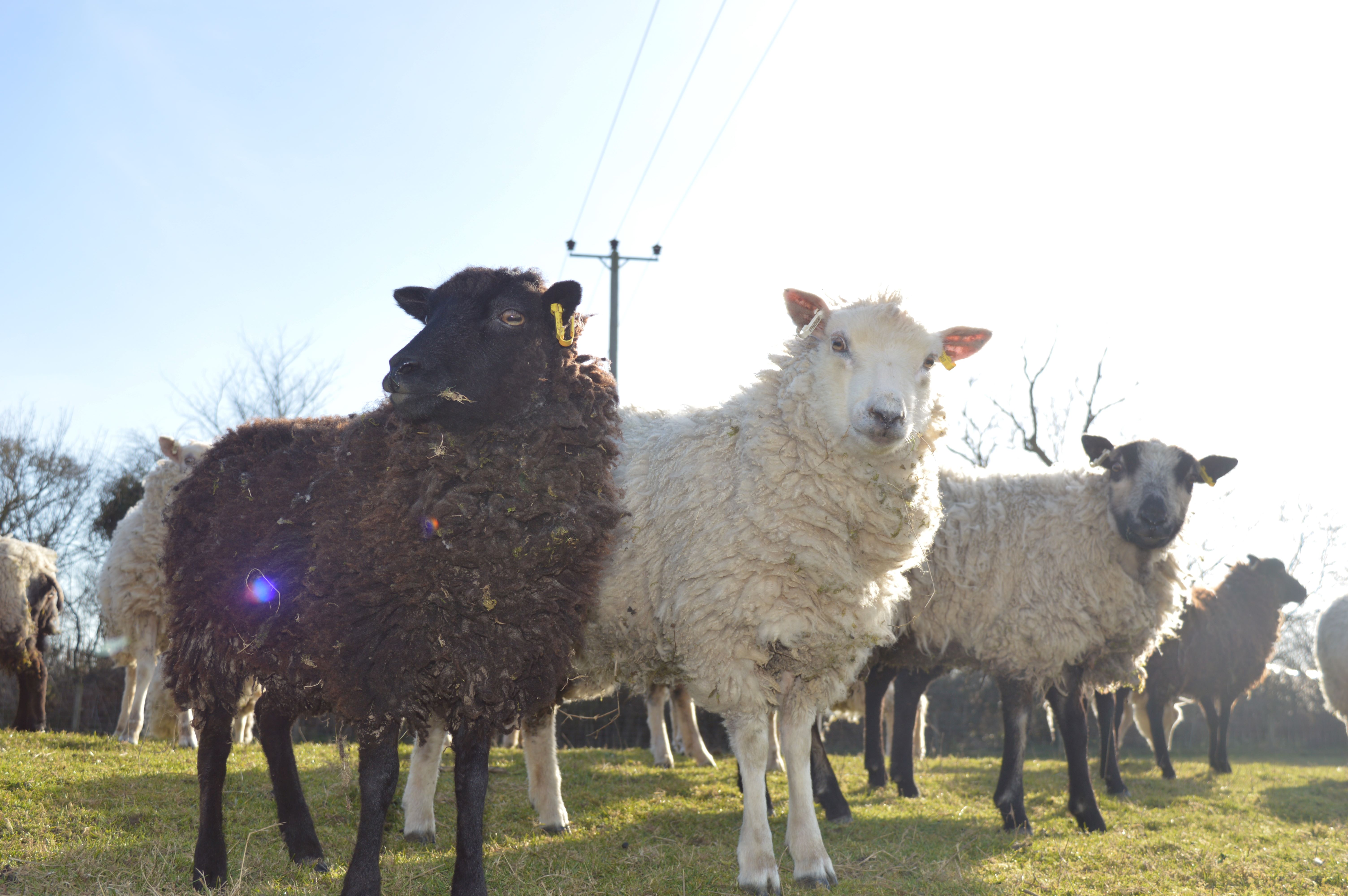 Organic breeding stock for sale image 1