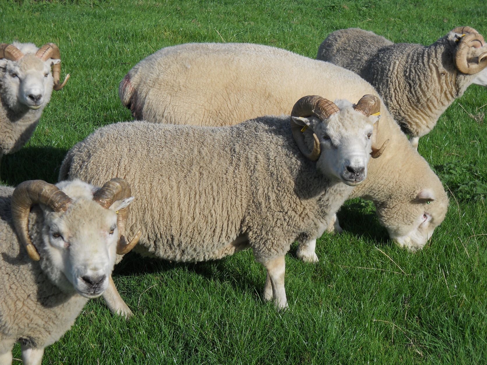 Organic breeding stock for sale image 2