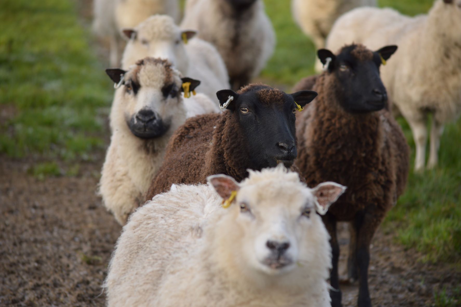 Organic breeding stock for sale image 3