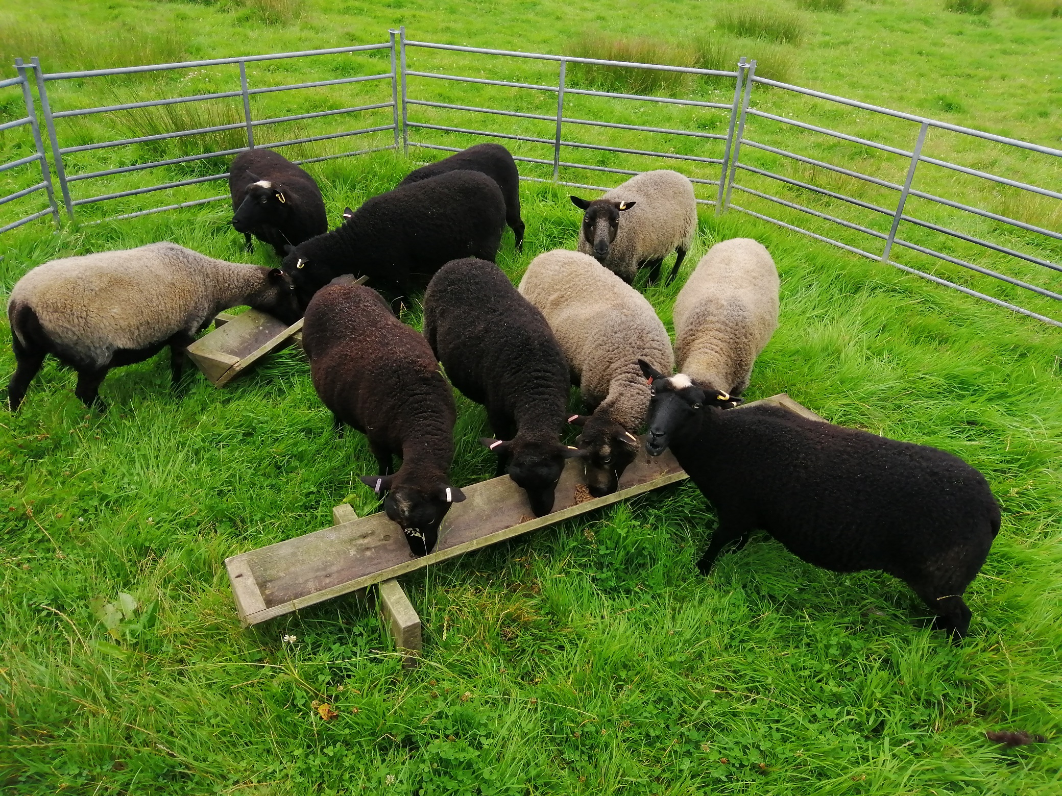 Inwardleigh Flock for Sale image 1