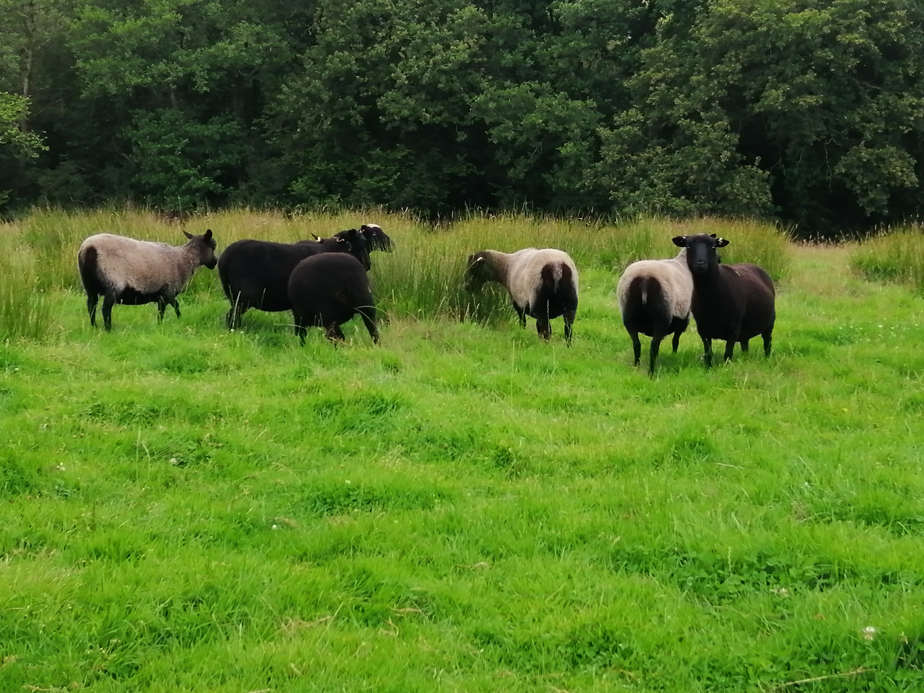 Inwardleigh Flock for Sale image 2