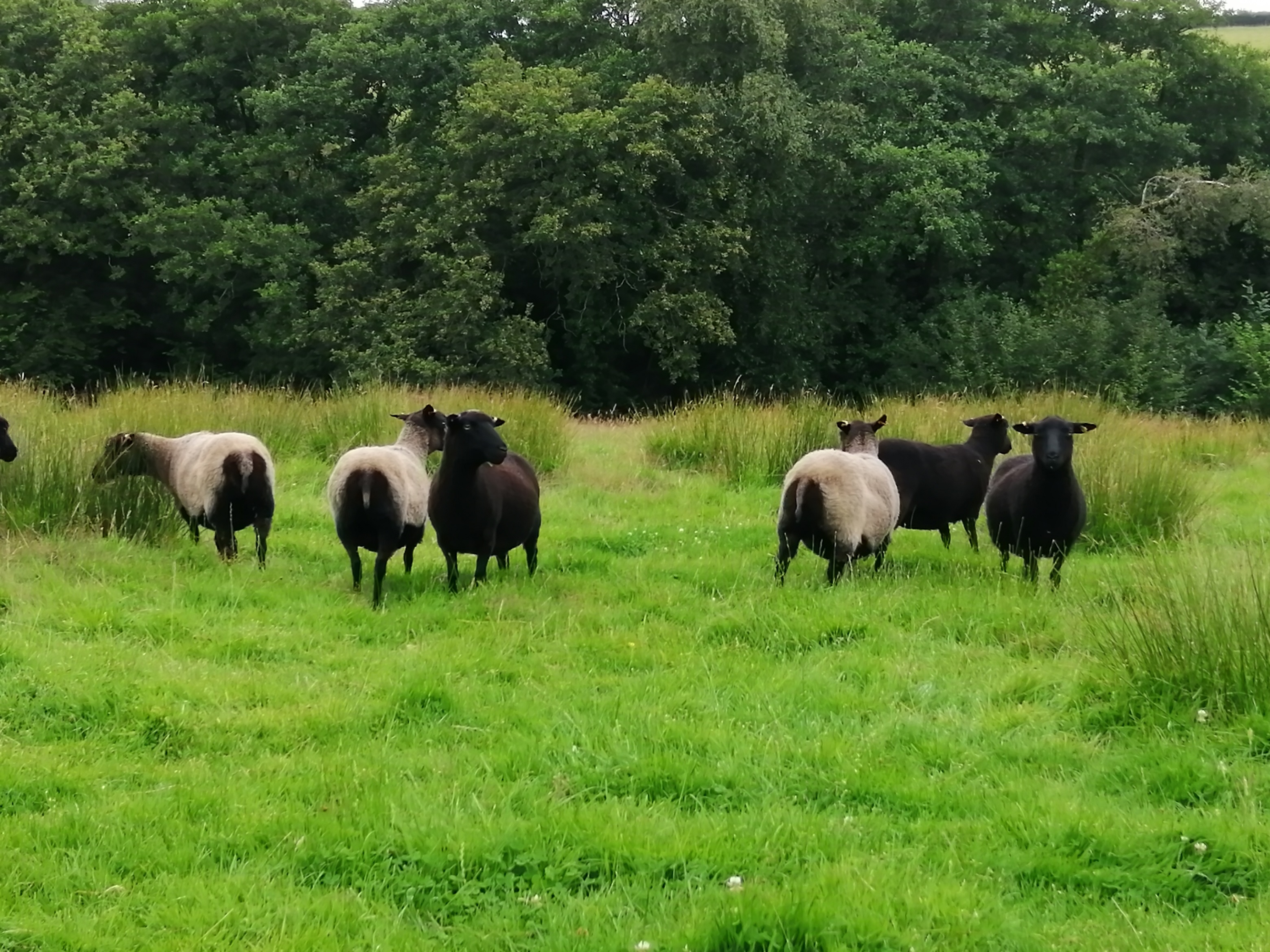 Inwardleigh Flock for Sale image 3