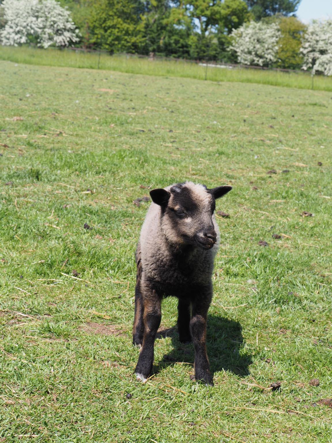 Spa Lodge flock - pedigree Shetland Sheep for sale image 2