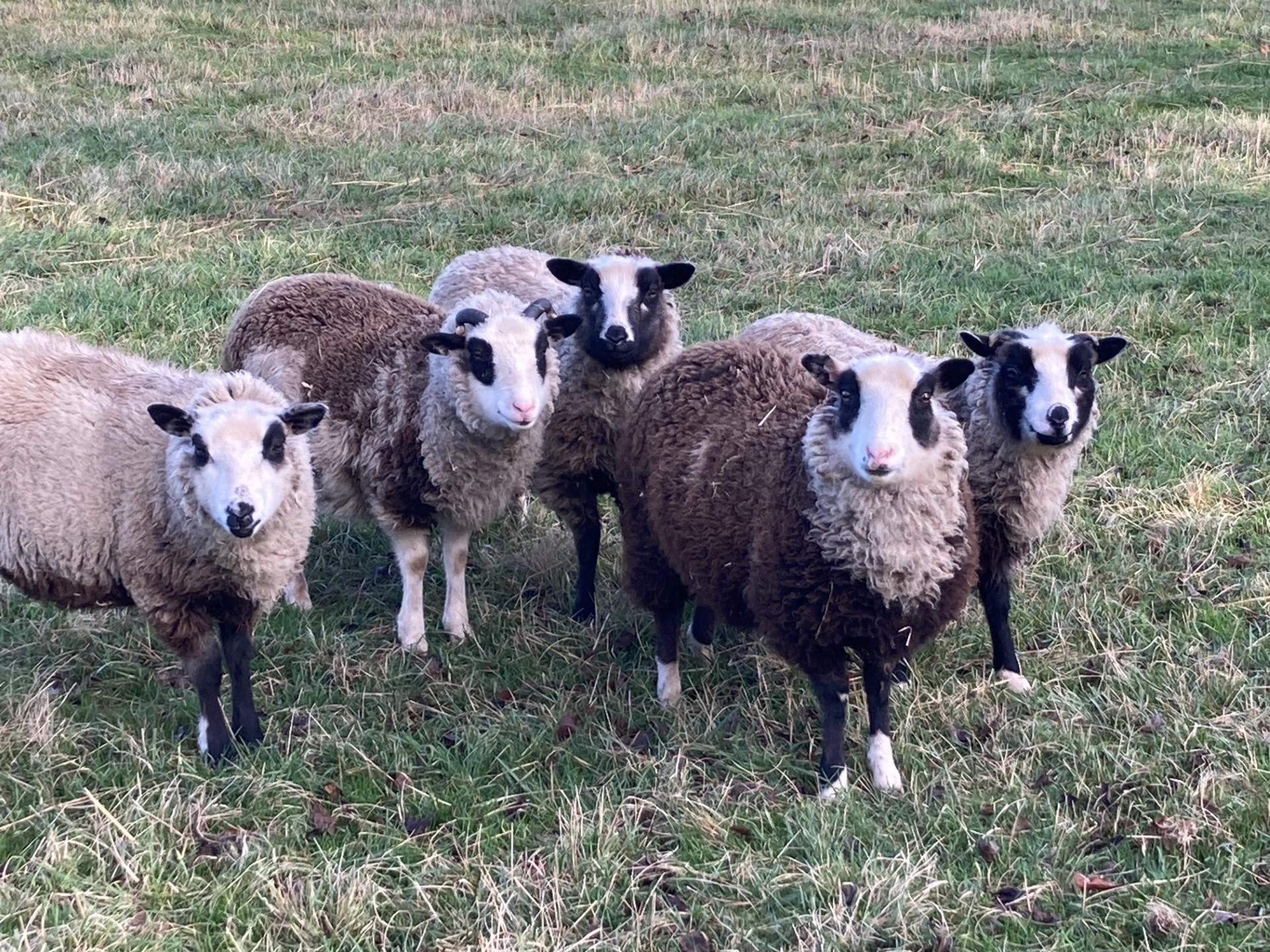 Spa Lodge flock pedigree Shetland Sheep for sale Shetland Sheep Society