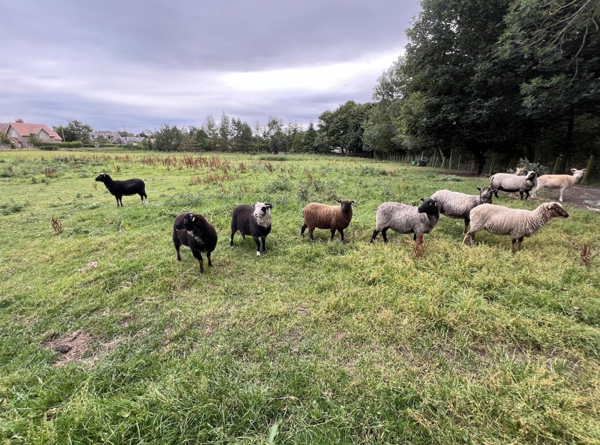 Starter flock for Sale