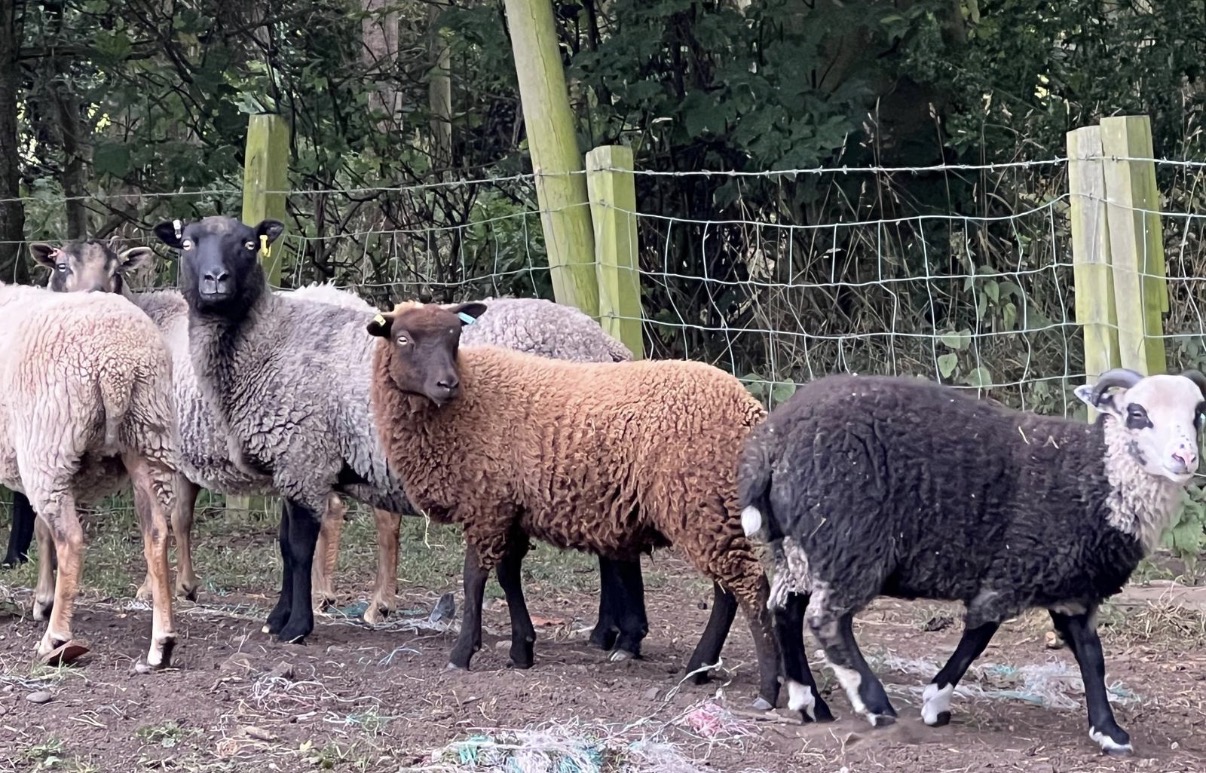 Starter flock for Sale image 2