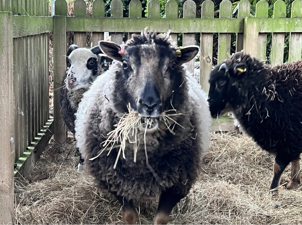 Starter flock for Sale image 3