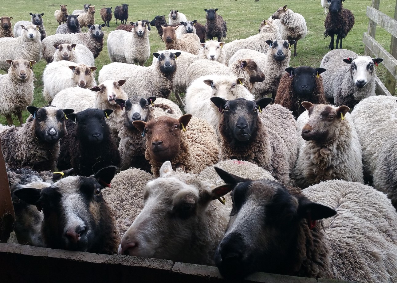 APPLETREES FLOCK, sheep for sale image 1