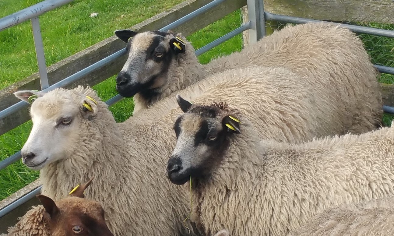 APPLETREES FLOCK, sheep for sale image 2