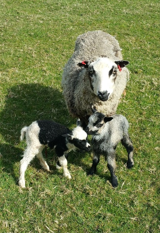 APPLETREES FLOCK, sheep for sale image 3