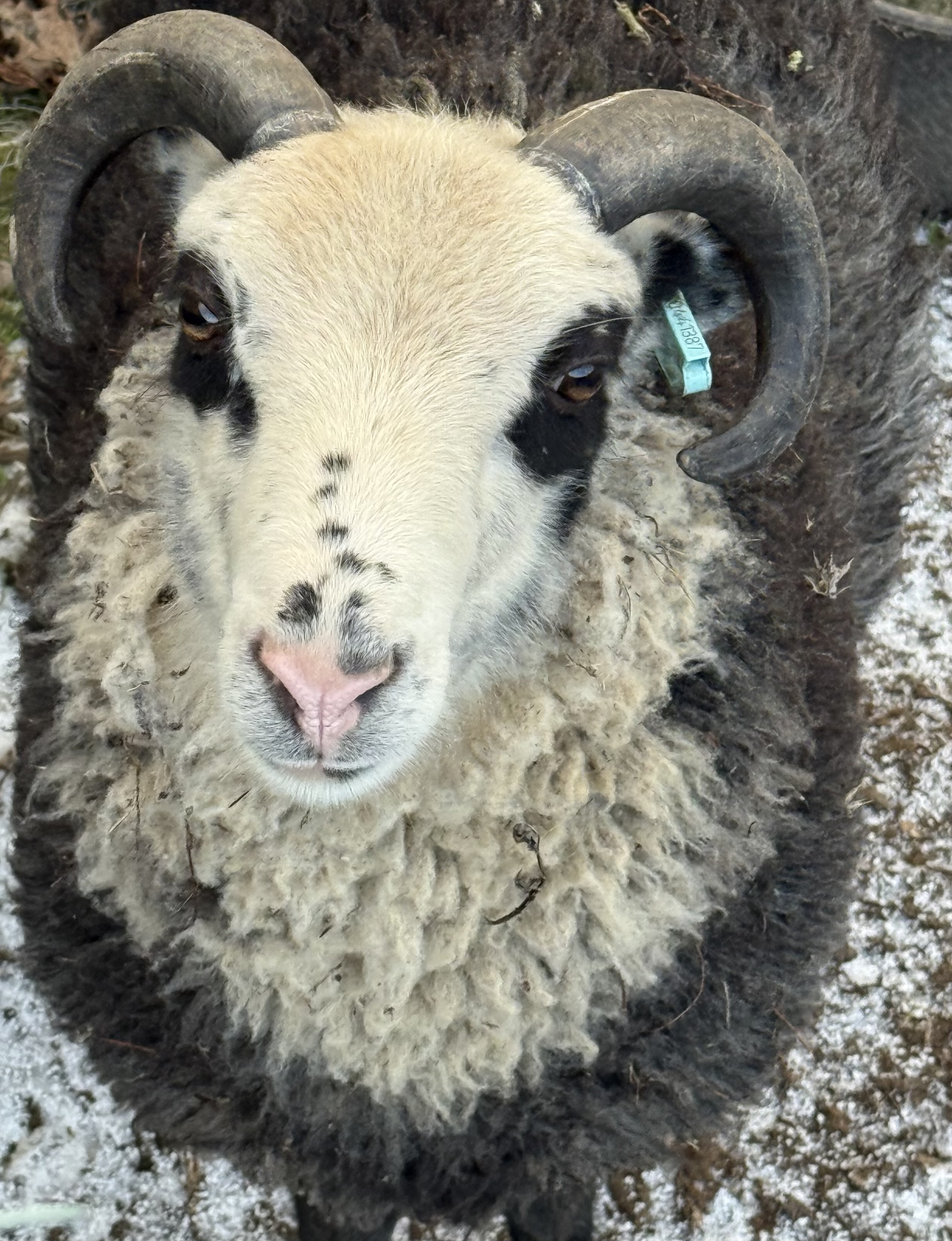 Shetland Tup for sale image 1