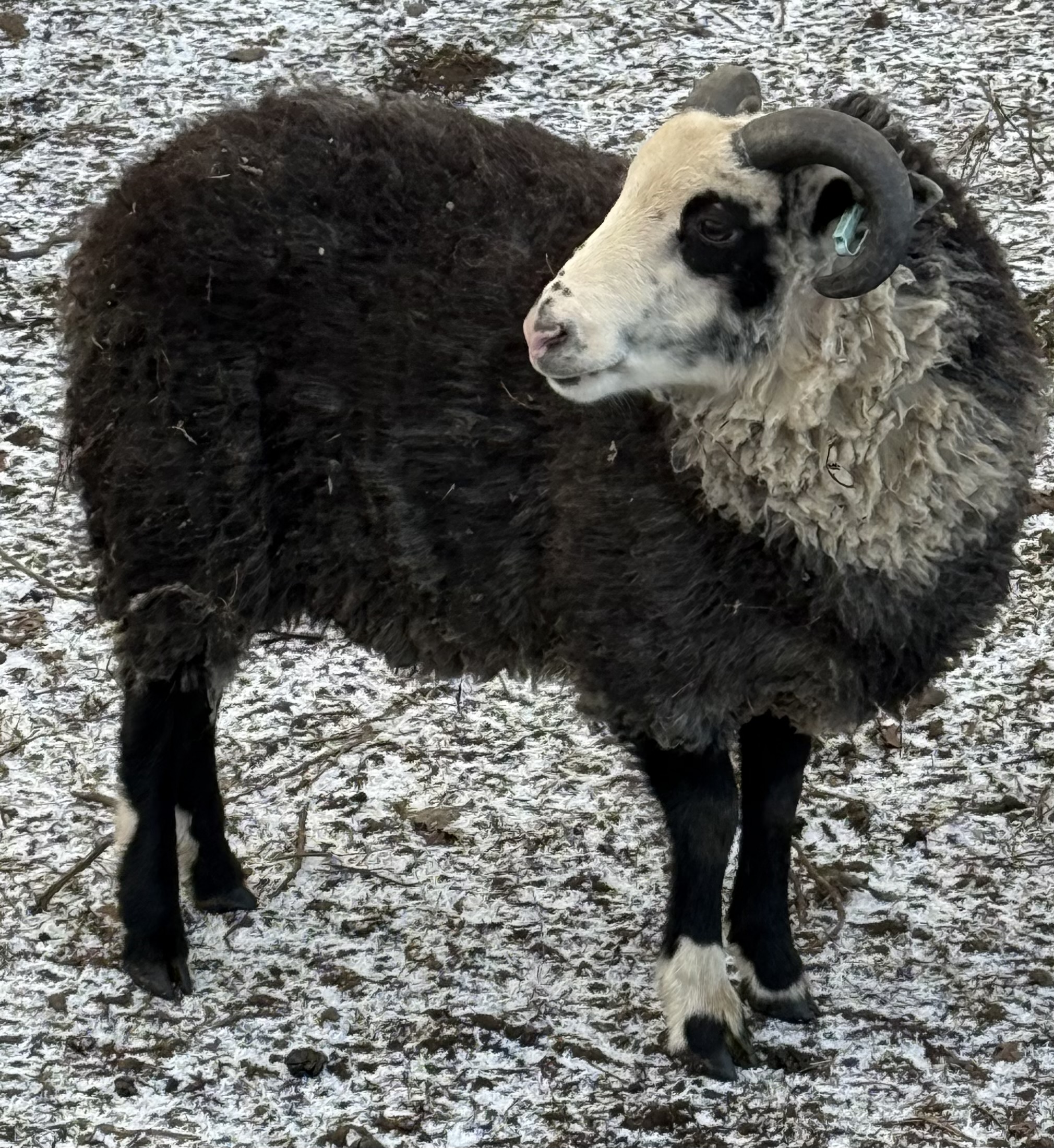 Shetland Tup for sale image 2