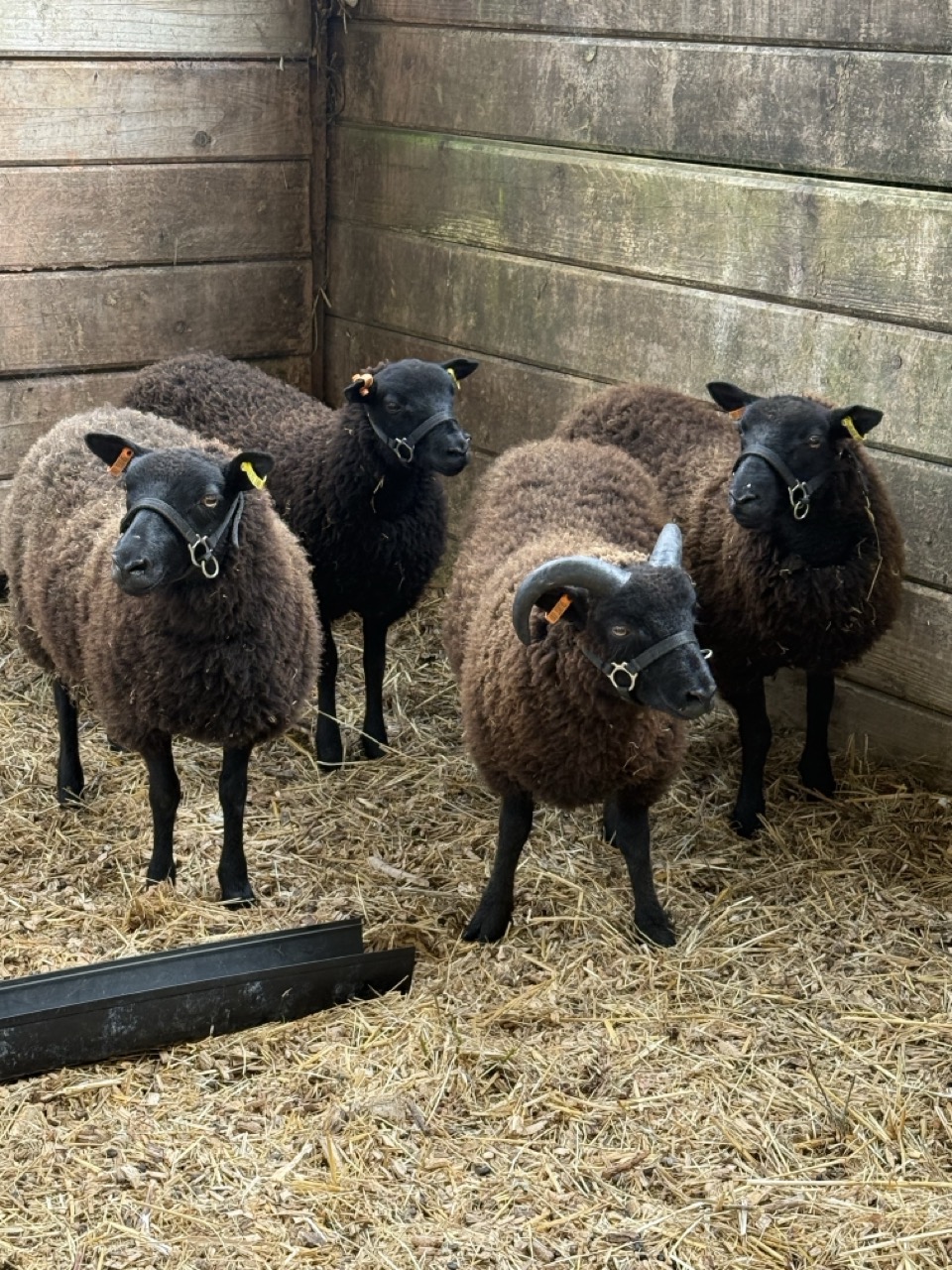 Top quality ewe lambs with prize winning fleece image 2