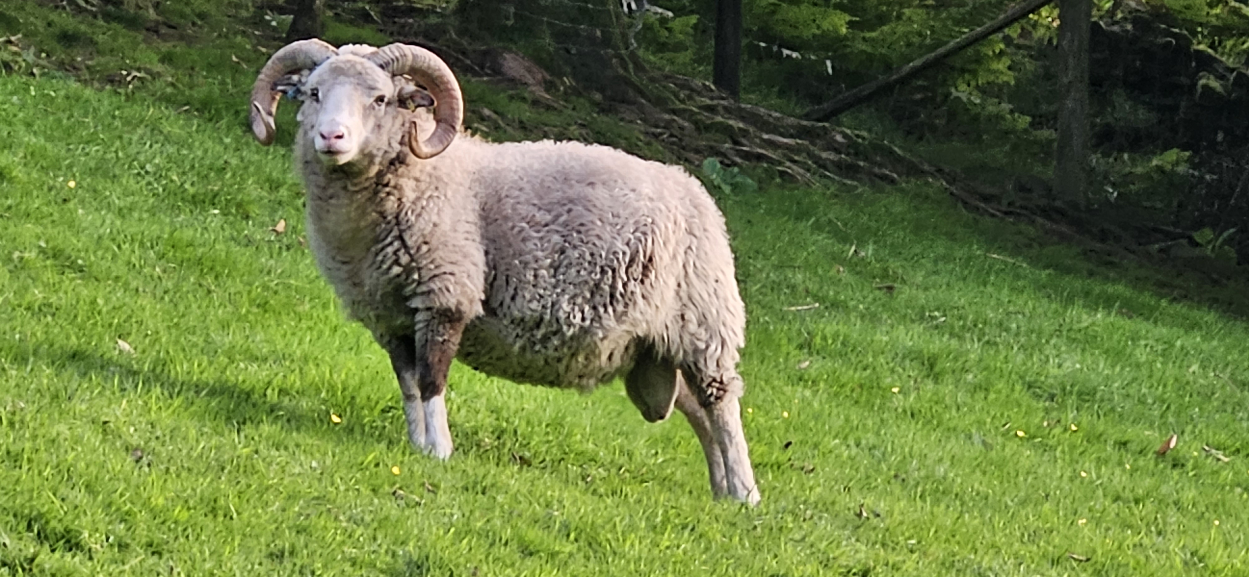 Dan Y Lan Flock Shetland Sheep Society