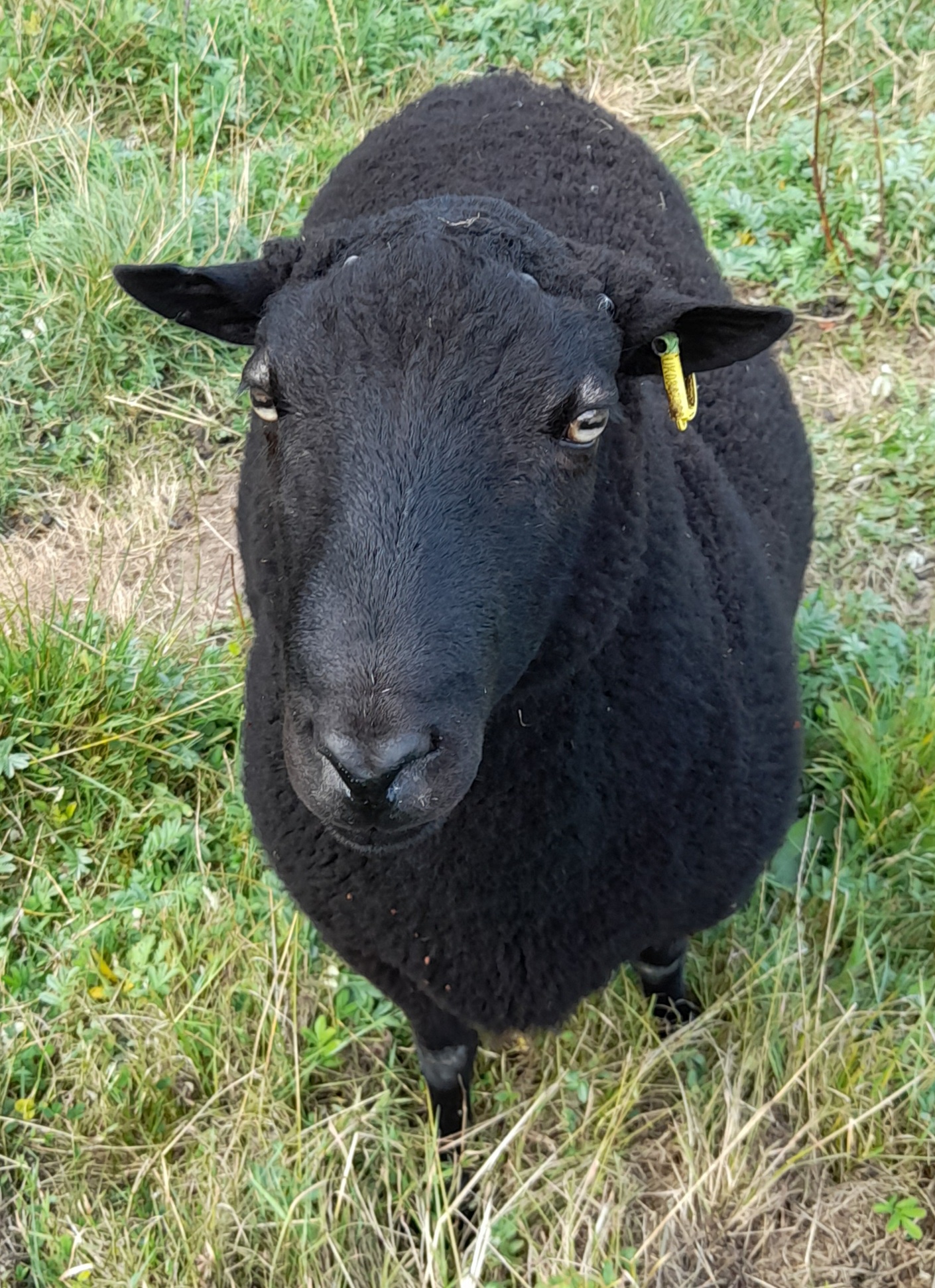 HILLEND HUMPHREY image 1