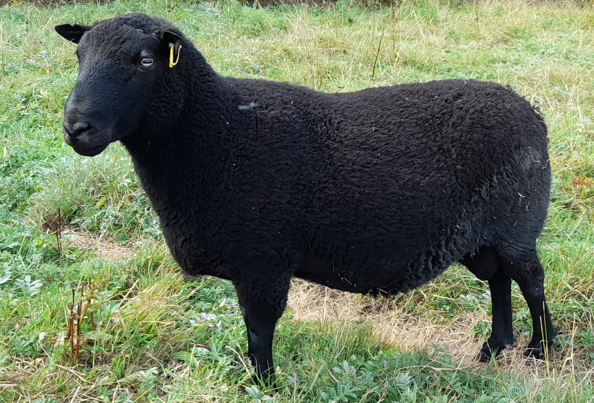 HILLEND HUMPHREY image 2