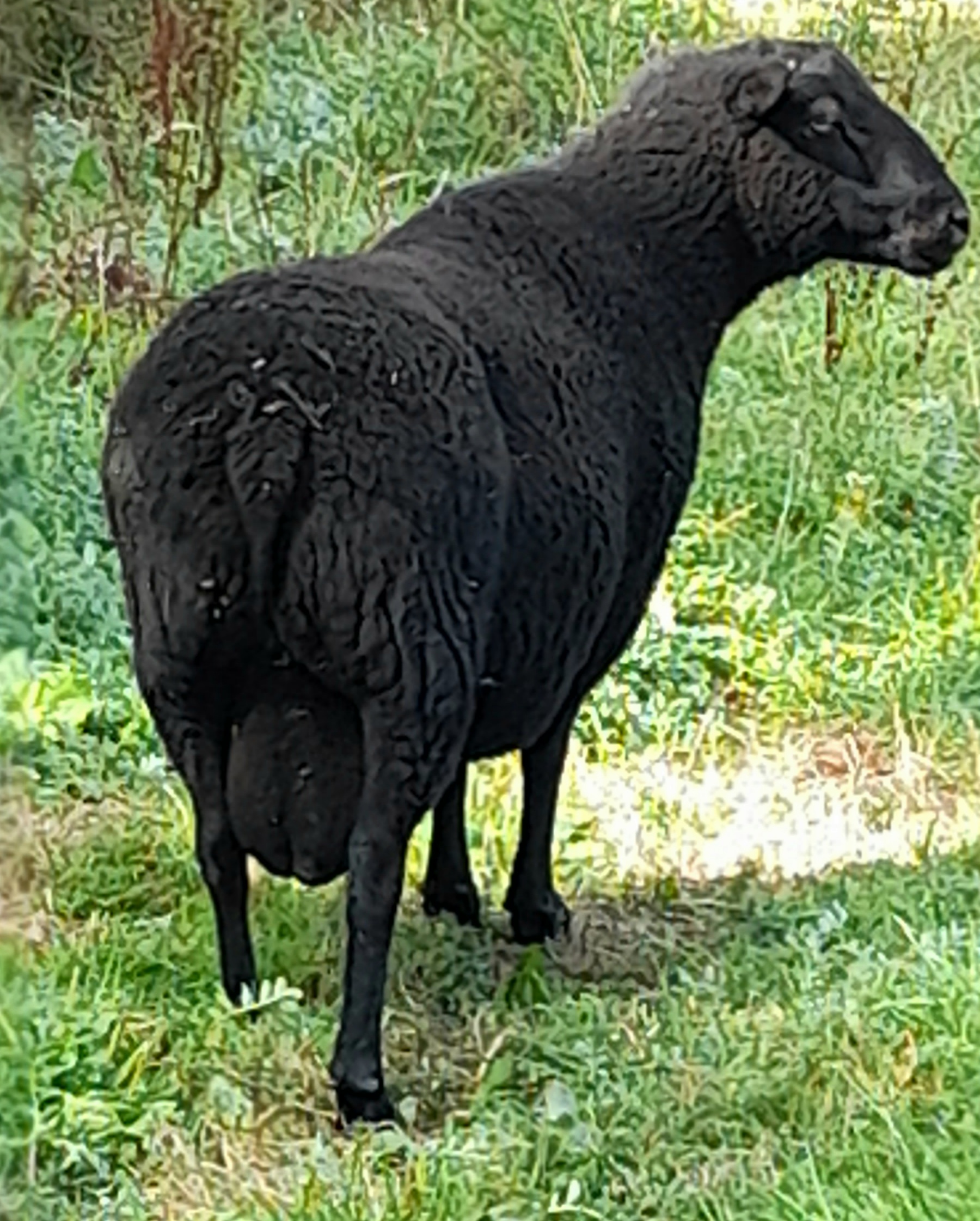 HILLEND HUMPHREY image 3