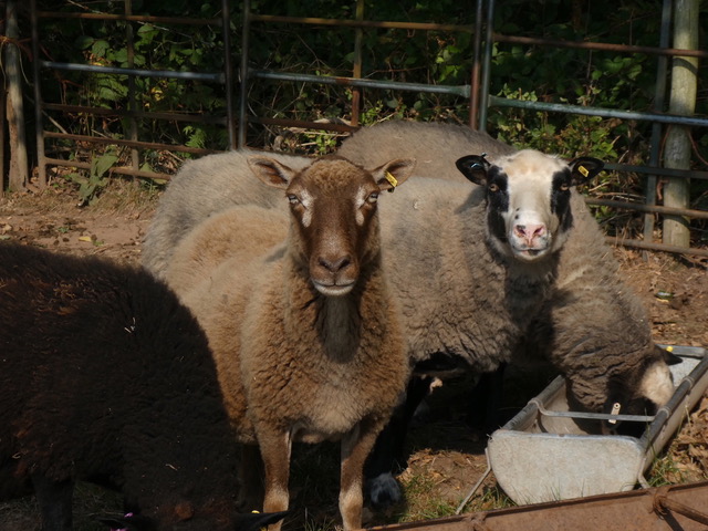 PRODUCTIVE EWES FOR SALE image 1