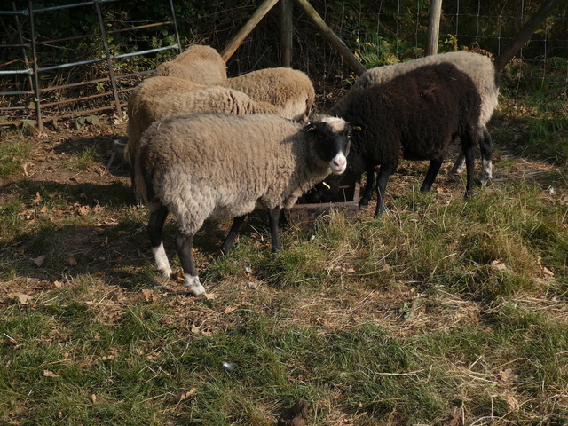 PRODUCTIVE EWES FOR SALE image 2
