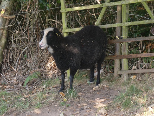 PRODUCTIVE EWES FOR SALE image 3