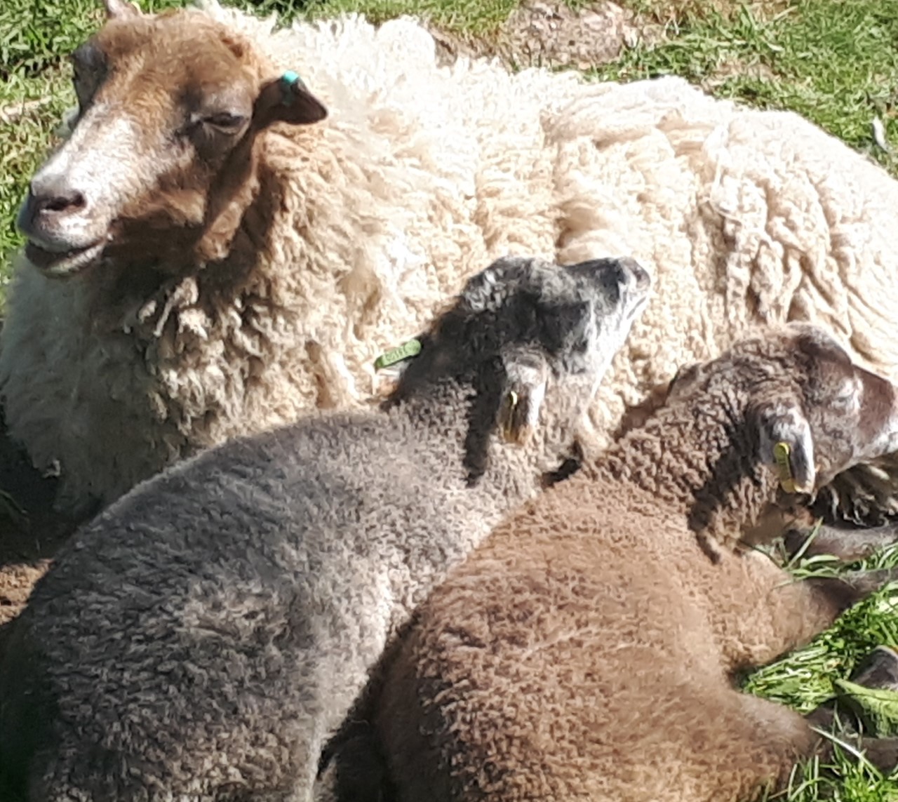 Ewes for Sale Shetland Sheep Society