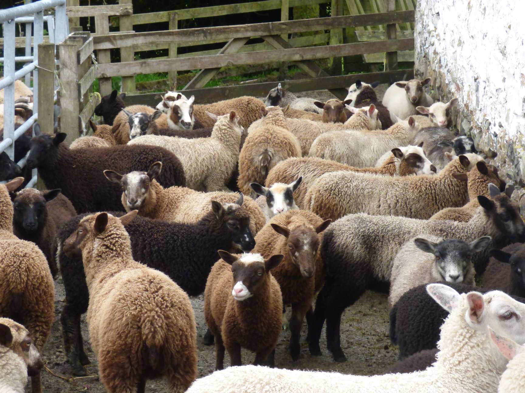 Smali Shetland Sheep image 1