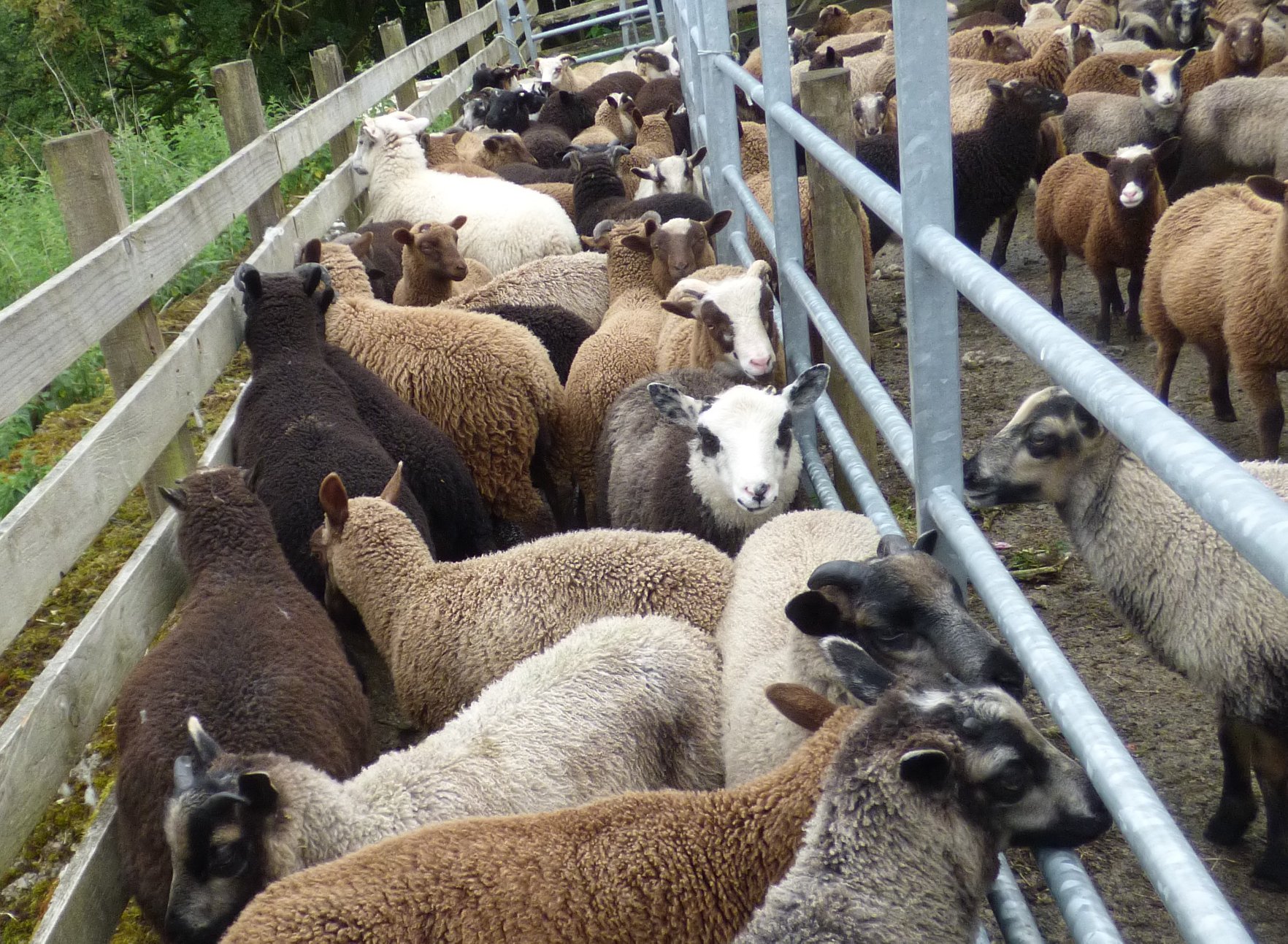 Smali Shetland Sheep image 2
