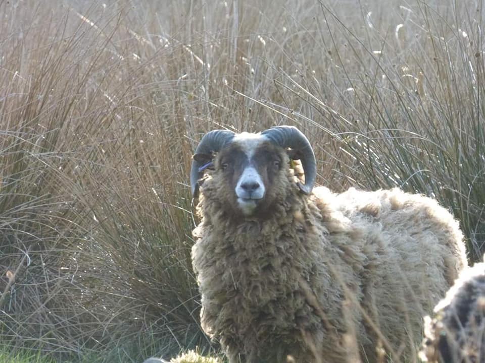 Smali Shetland Sheep image 3