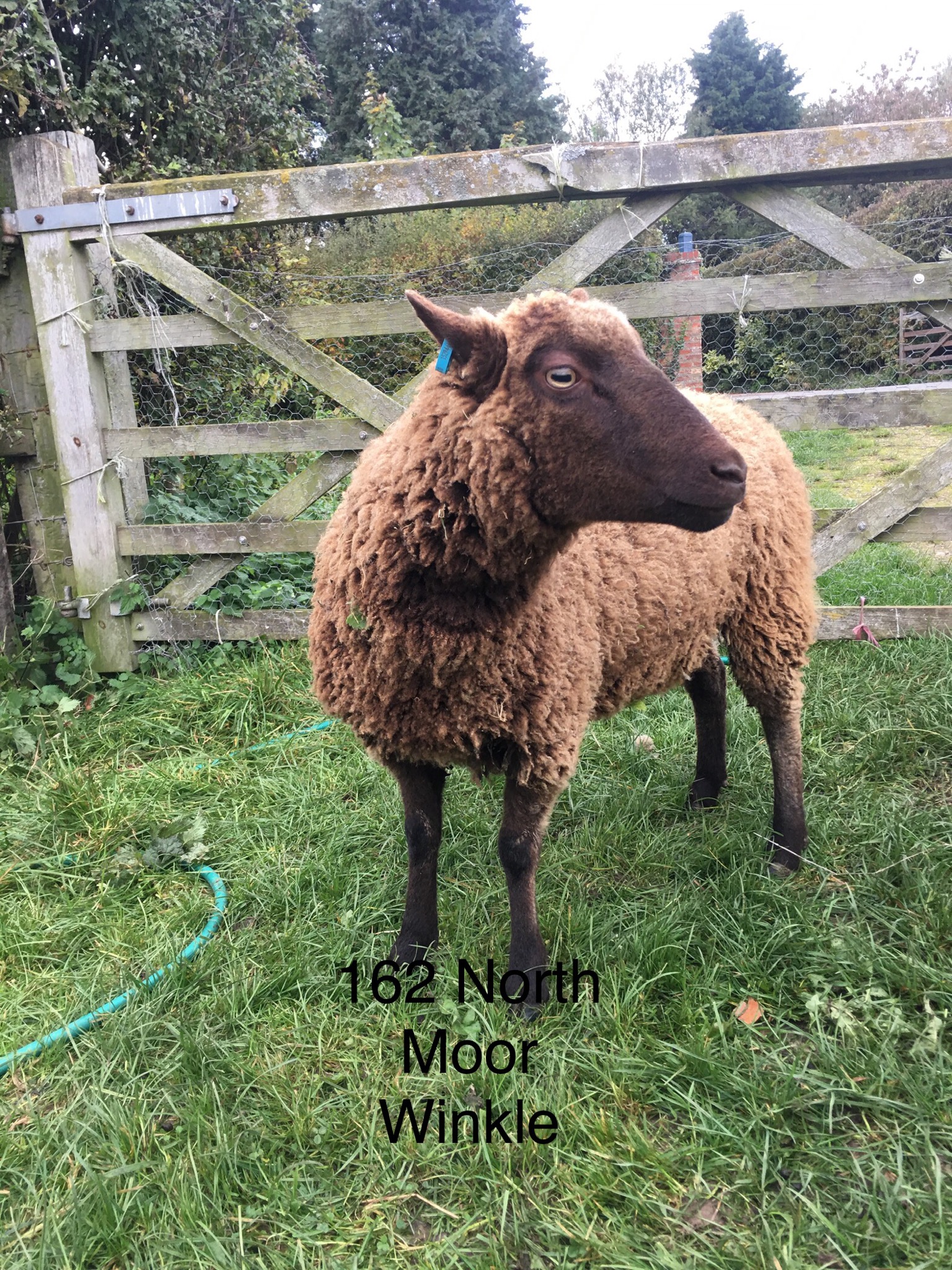 2019 Shearling gimmer & Ram