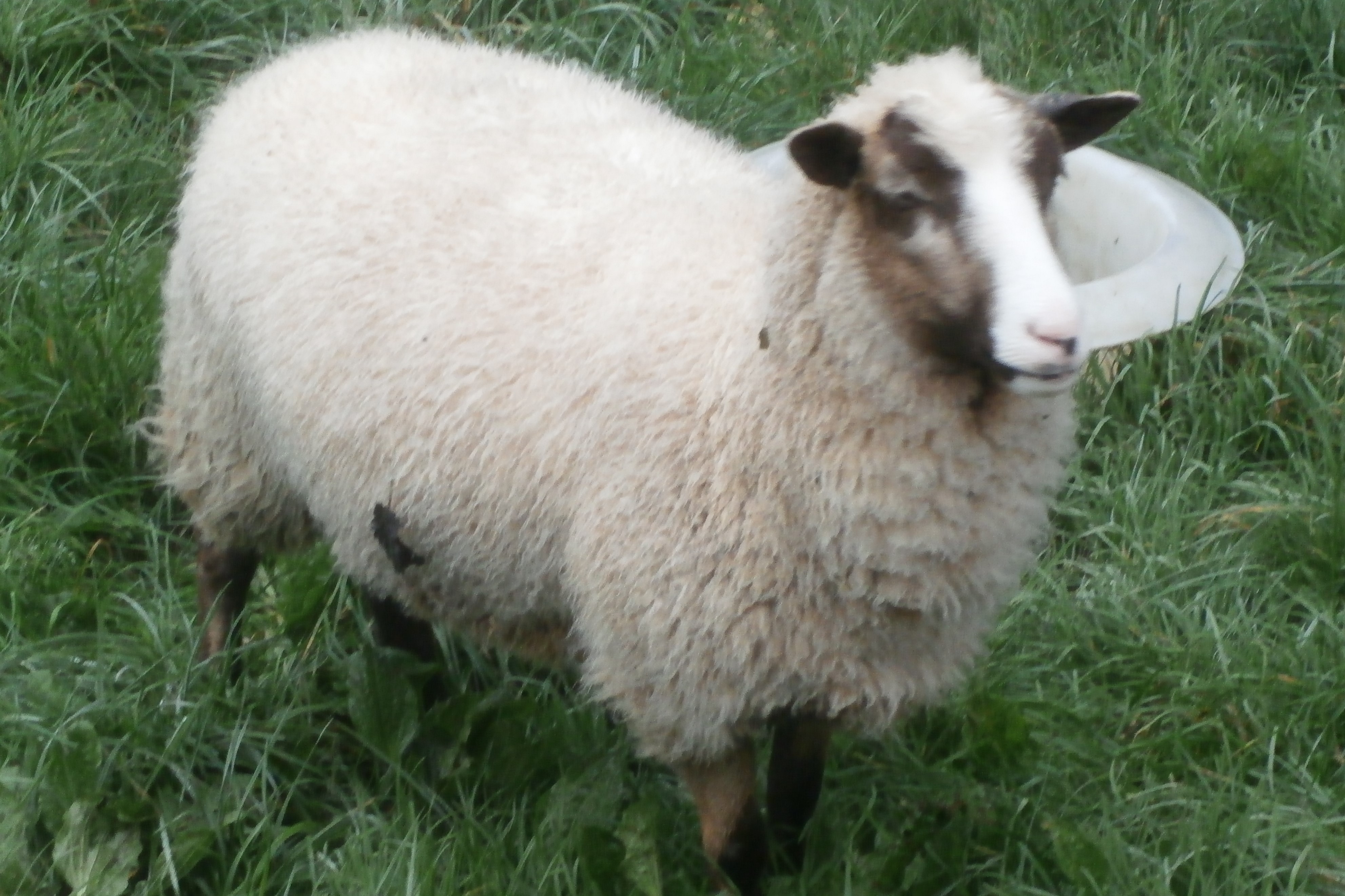 Watershed Flock of Registered Shetlands image 2