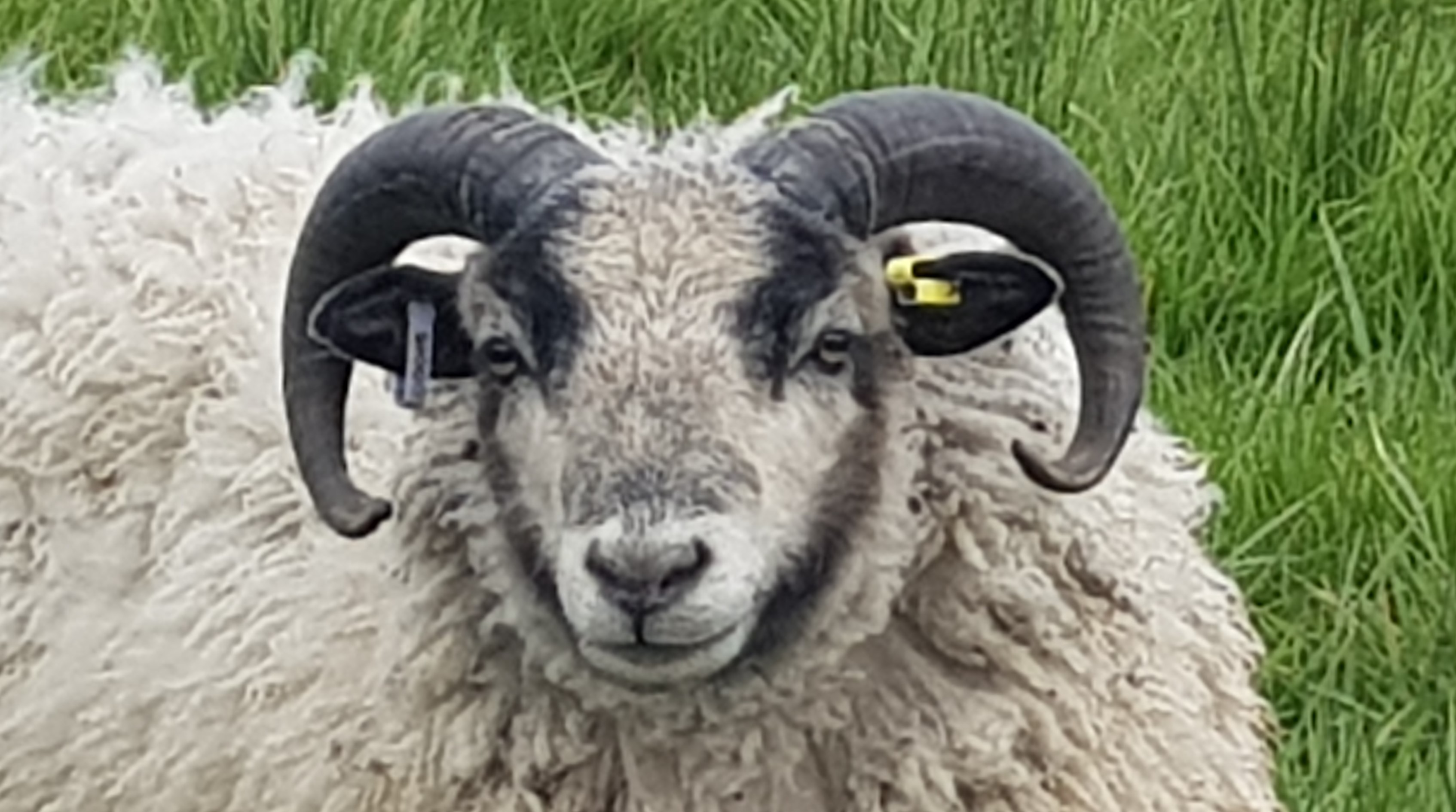 Dutch Flock, Yearling Ram for sale | Shetland Sheep Society