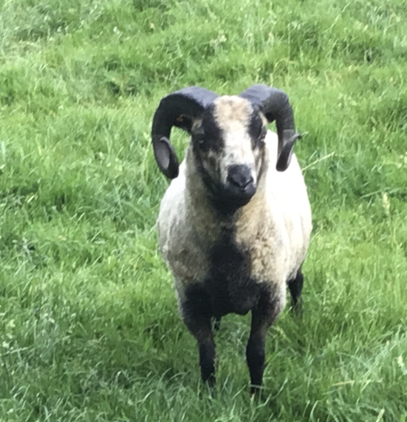 Ashby Ram, Ewes & ewe lambs : Northants/Warwicks/Leics image 1