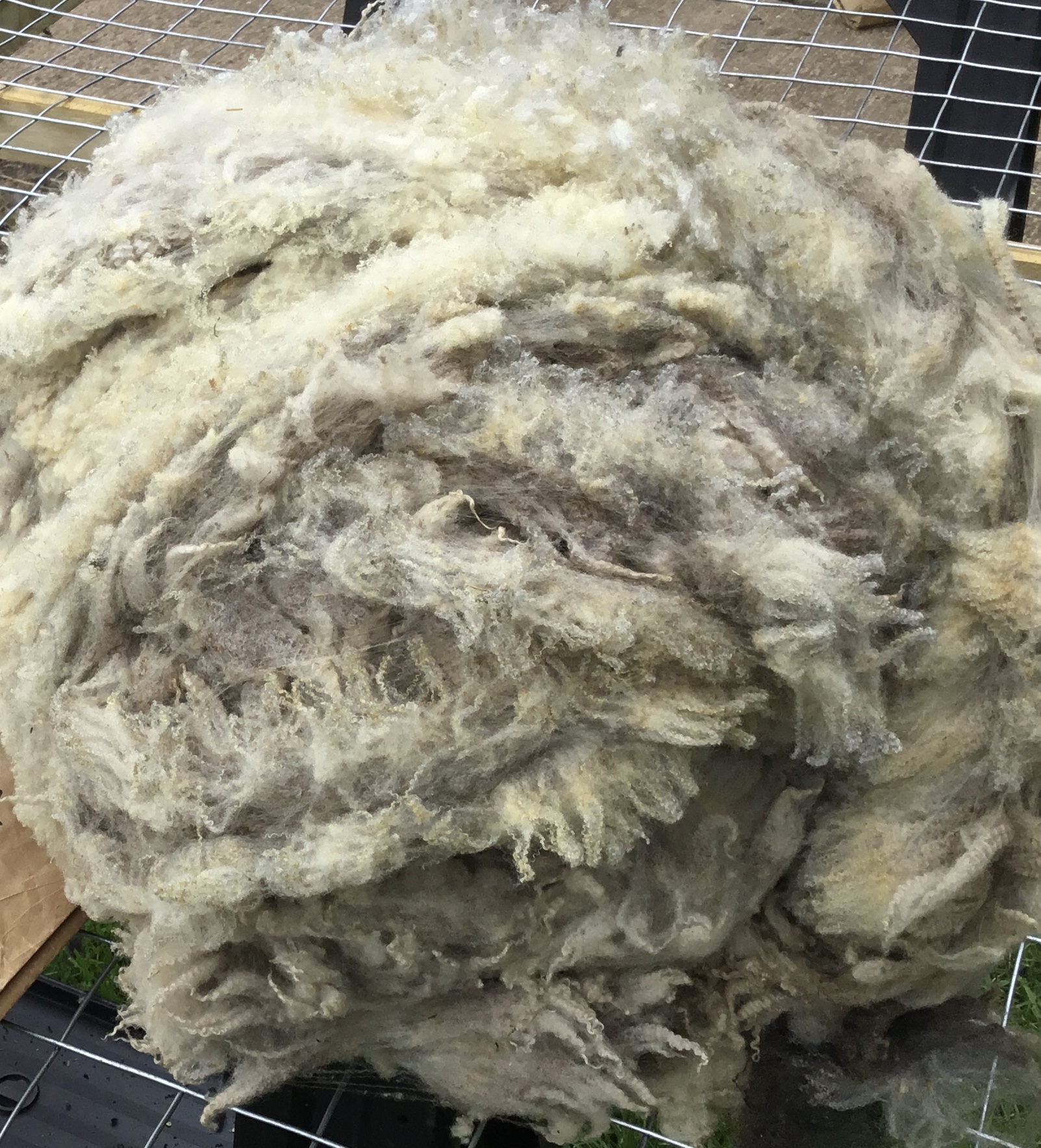 Ashby Ram, Ewes & ewe lambs : Northants/Warwicks/Leics image 2