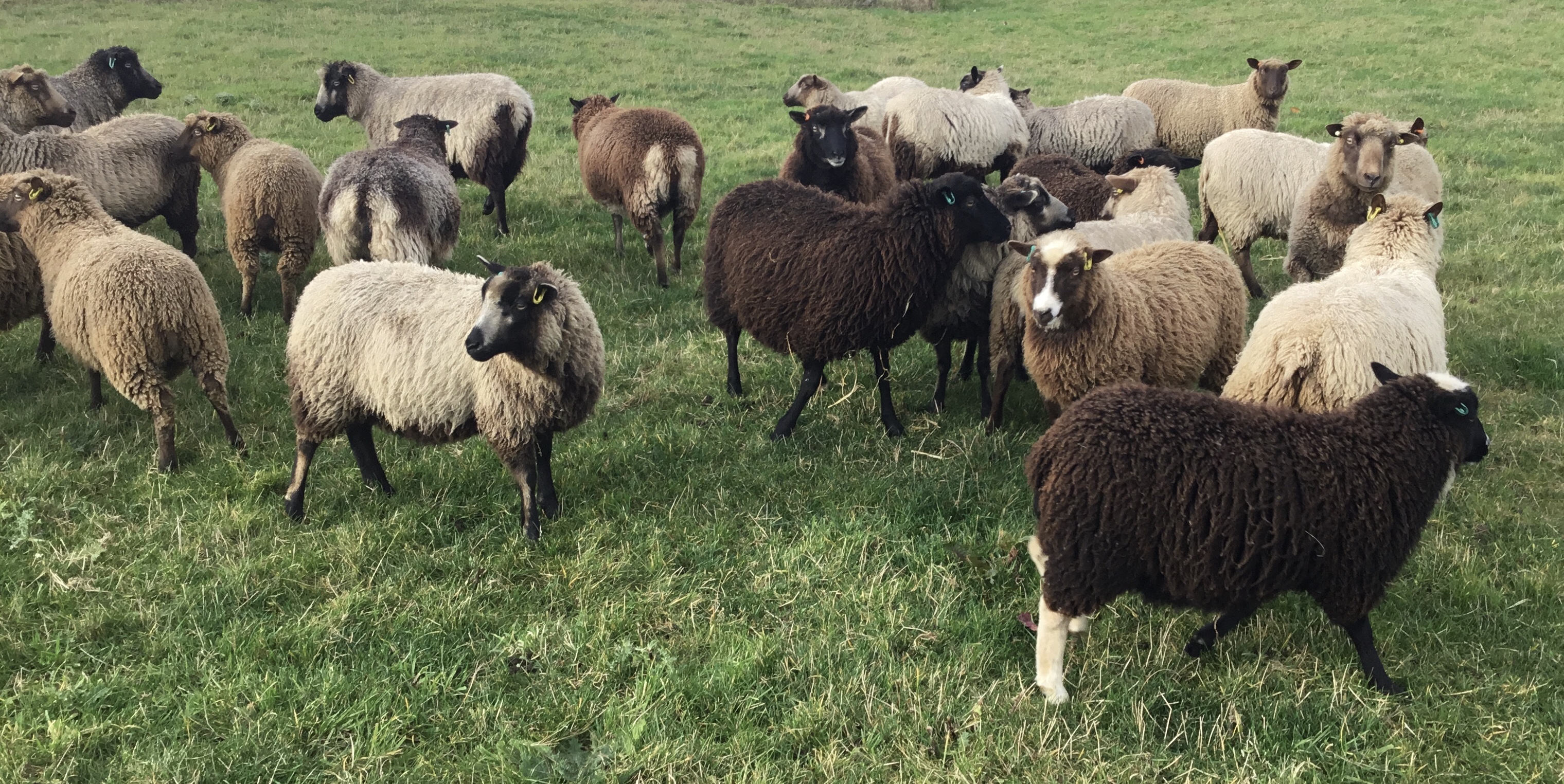Ashby Ram, Ewes & ewe lambs : Northants/Warwicks/Leics image 3