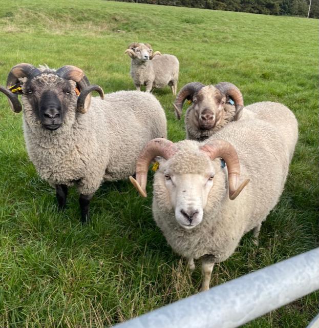 For Sale several rams | Shetland Sheep Society