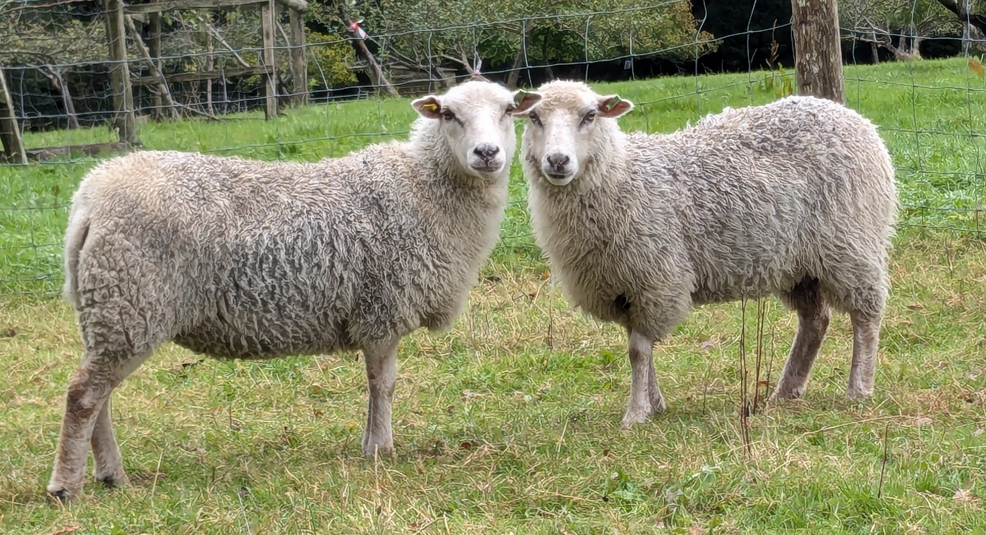 Starter Flock for sale image 1