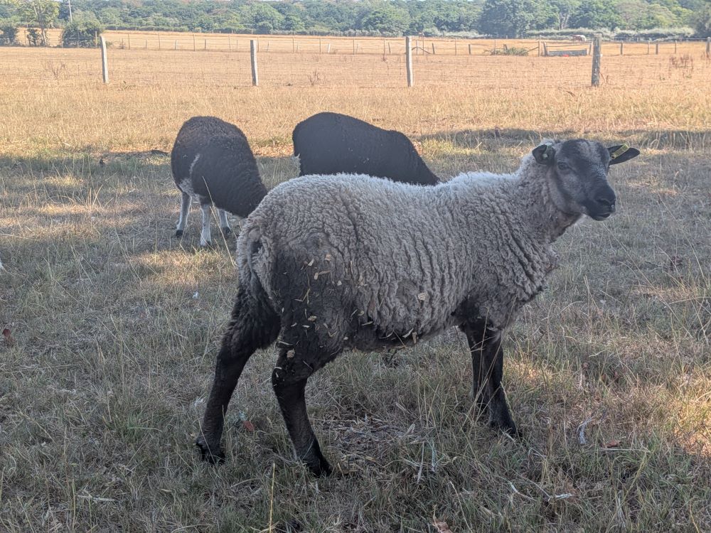 Starter Flock for sale image 2