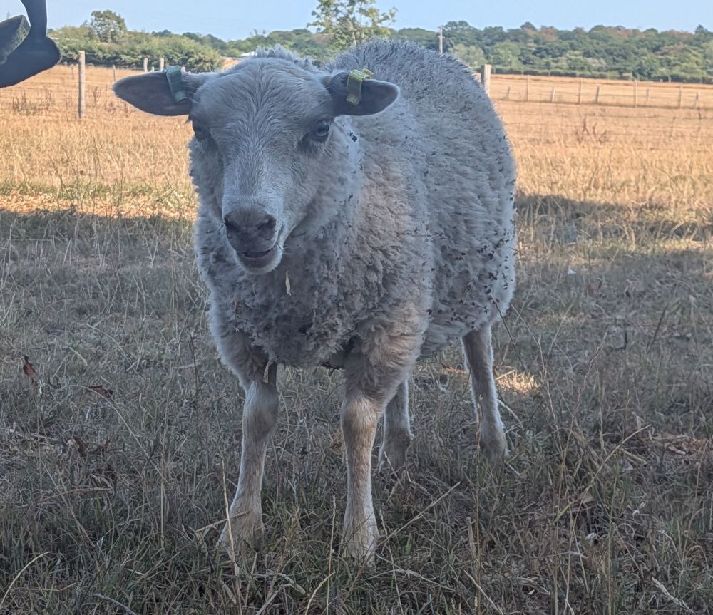 Starter Flock for sale image 3