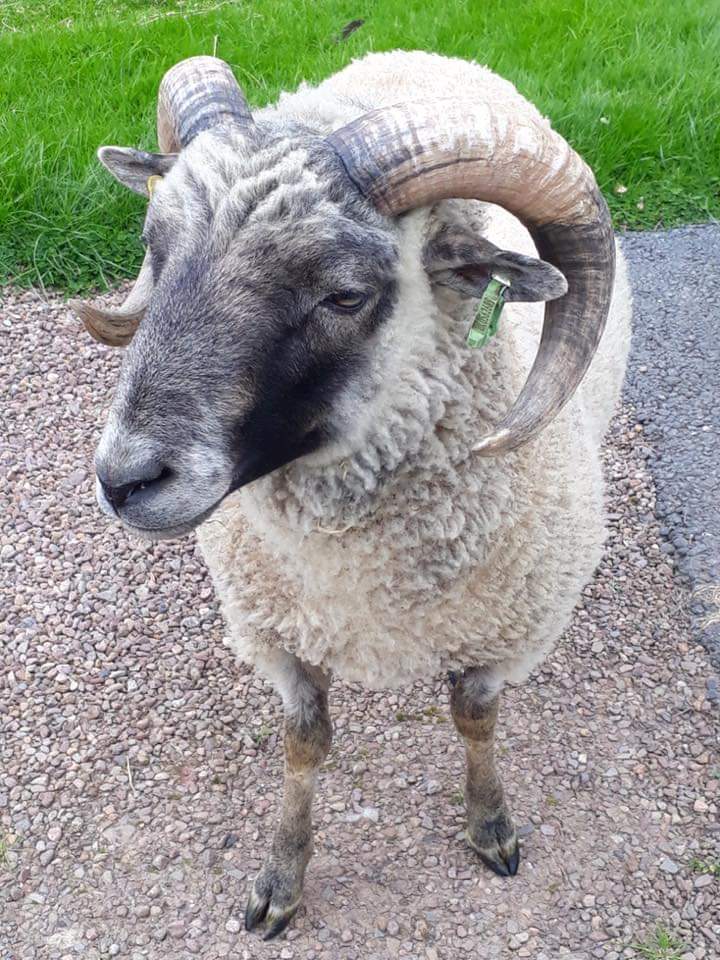 Smart Grey Registered Ram image 1