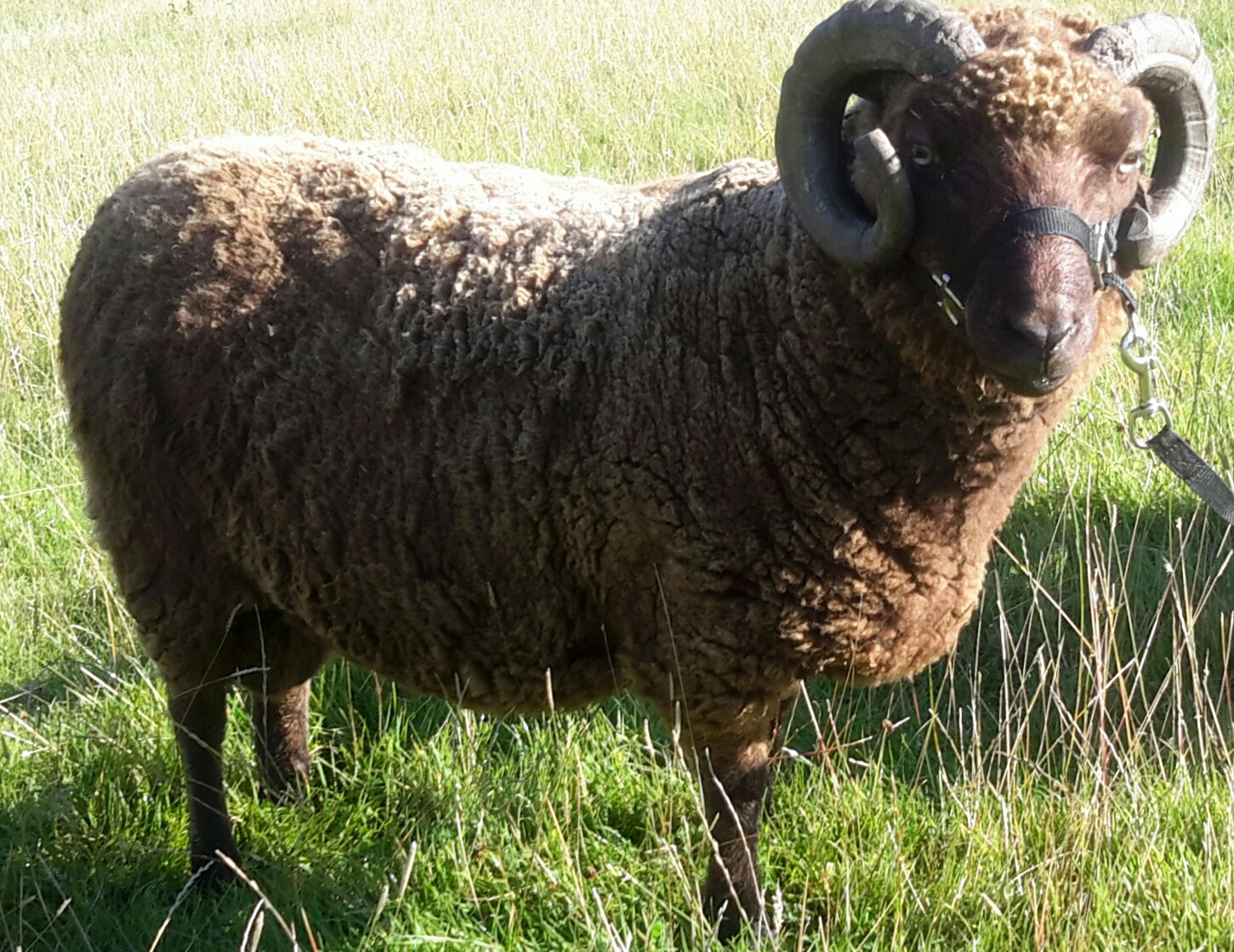 Approved Ram for sale | Shetland Sheep Society