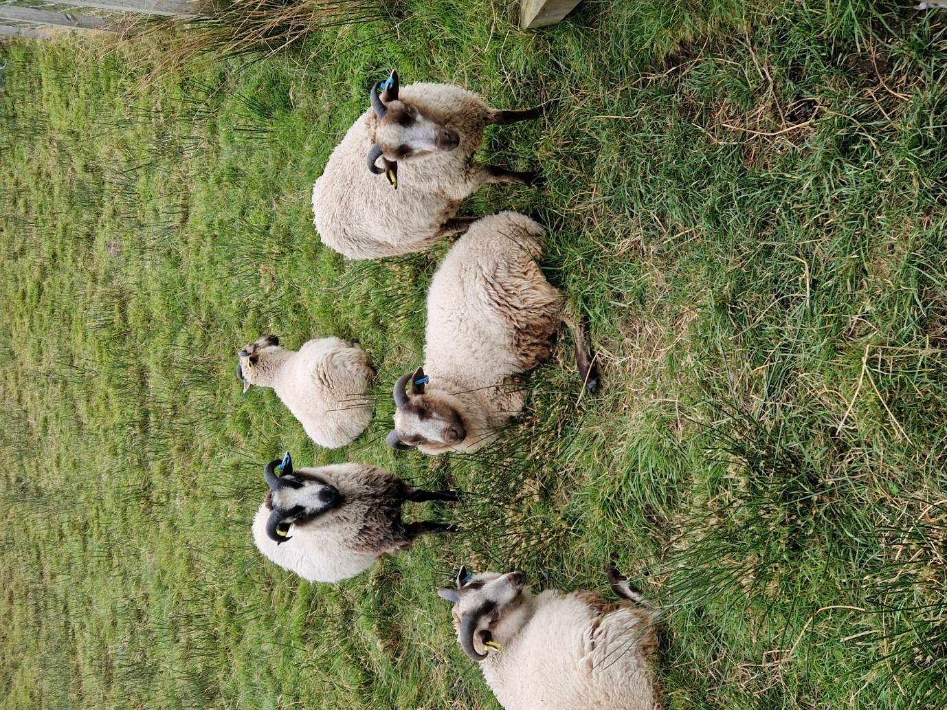 Tup lambs for sale in the West Highlands