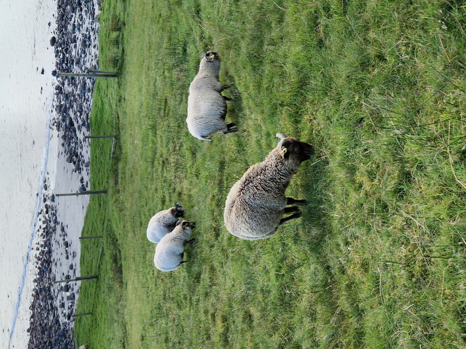 Tup lambs for sale in the West Highlands image 2